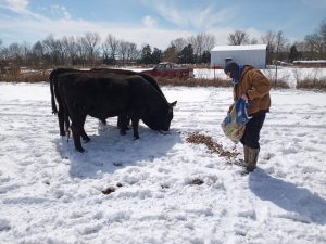 Jake Morrison, Bossier resident, works with his family to feed the cows in Snowpocalypse 2021.